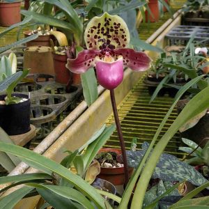 Orchids – Page 7 – Gardino Nursery