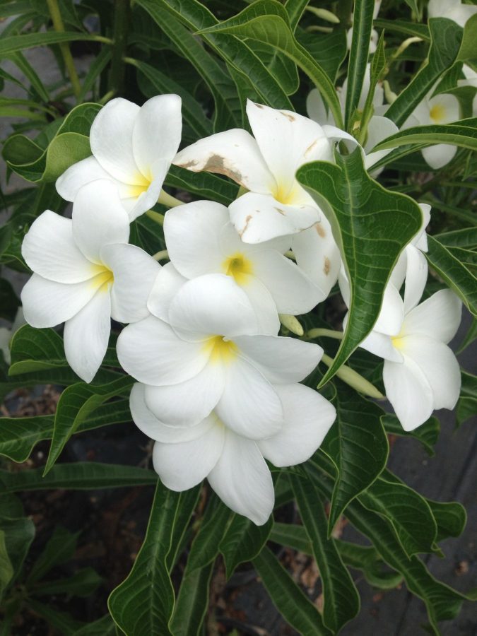 Plumeria pudica – White Frangipani – Bridal Bouquet (4″ pot) – Gardino ...