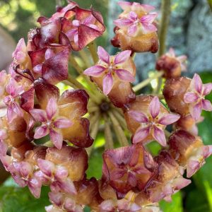Hoya 'Swiffer's Treat' (SS 27-108) (4" pot)