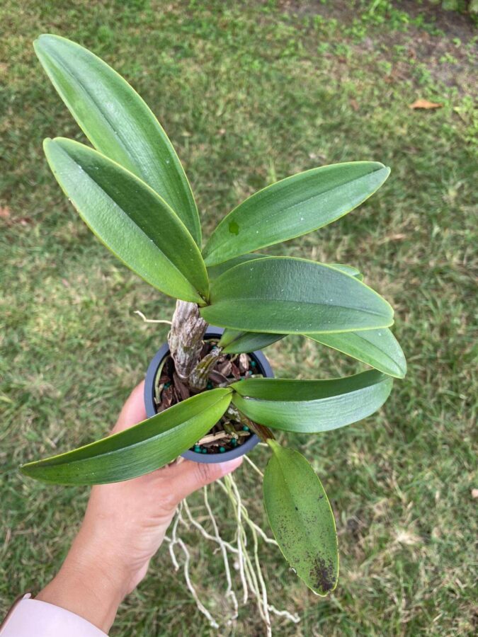 Dendrobium speciosum (3″ pot) – Gardino Nursery