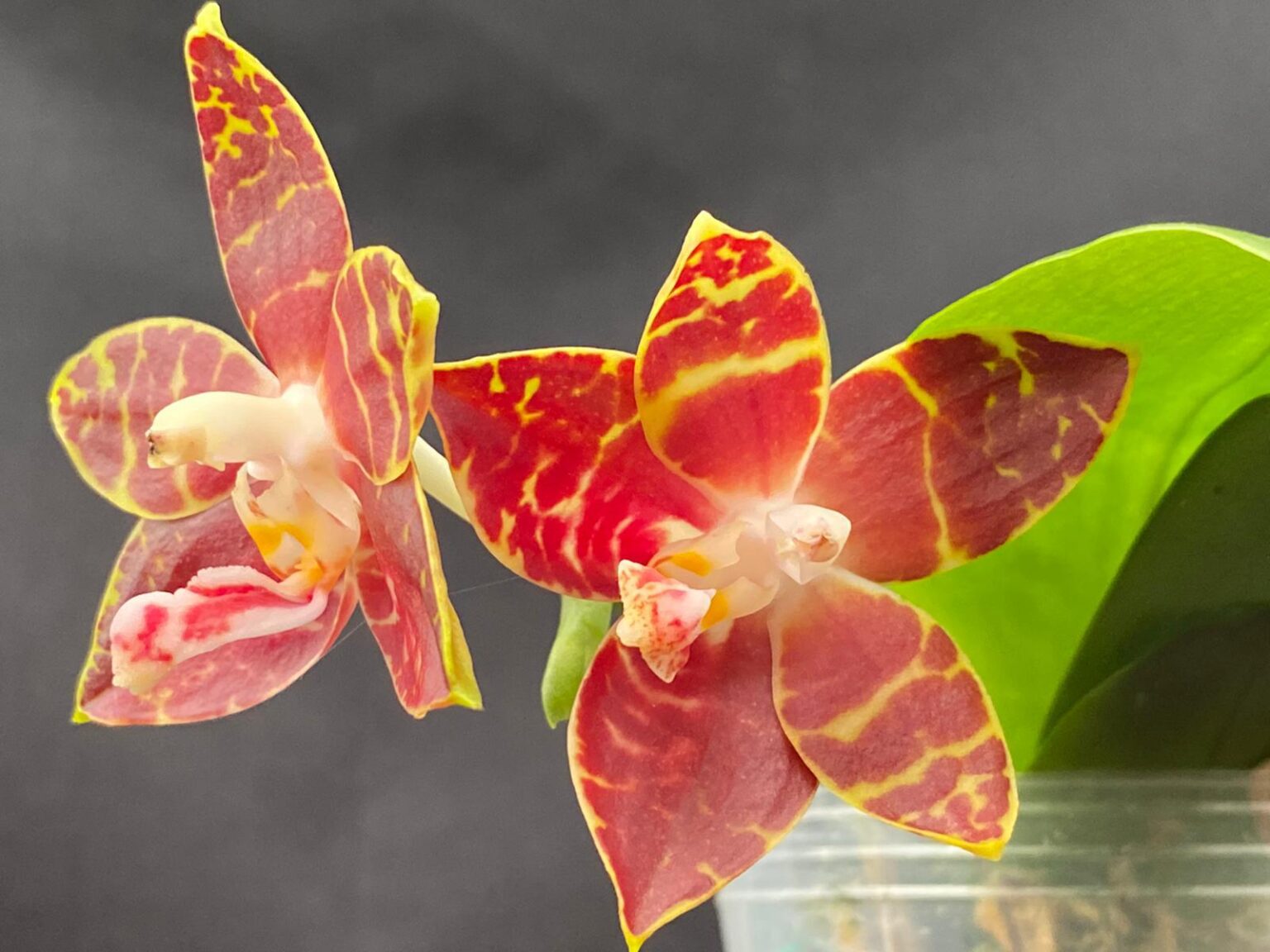 Phalaenopsis amboinensis ‘Wilson’ (3″ pot) – Gardino Nursery