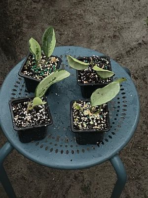 Hoya AH-074 (2.5" pot) - Image 4