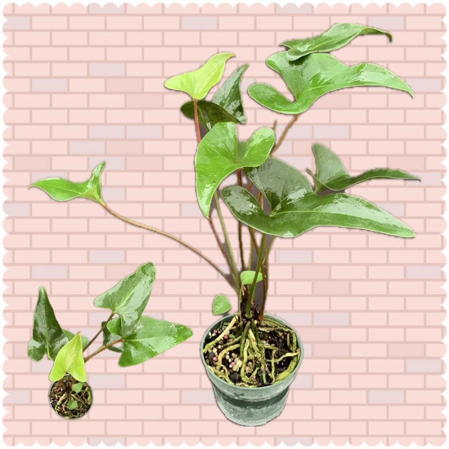 Anthurium ‘Bintang Kejora’ (6″ pot) (rare) – Gardino Nursery