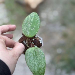 Hoya AH 'Aurora' (2.5" pot)