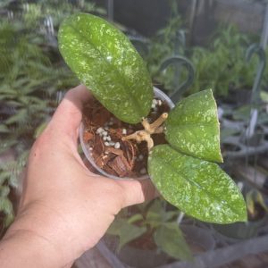 Hoya sp. Aceh Badak Uken (3" pot)