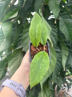 Hoya sp. Bahoi (2.5" pot) - Image 2