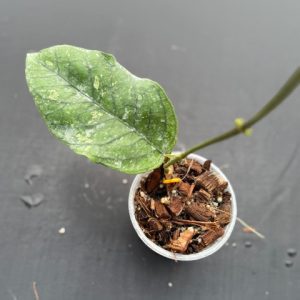 Hoya sp. Sumatra IML 1198 (bat cave) (3.5" pot)