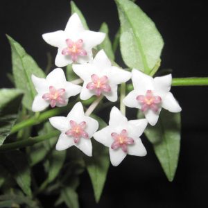 Hoya bella (4" pot)