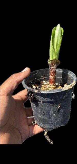 Haemanthus/Scadoxus multiflorus - Fireball Lily (6" pot) waking up - Image 2