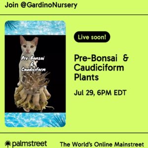 Pre-Bonsai and Caudiciform Plants LIVE on Palmstreet / July 29th starting at 6pm EDT