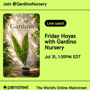 Hoya LIVE SALE on the Palmstreet App / July 31st starting at 1:30 PM EDT