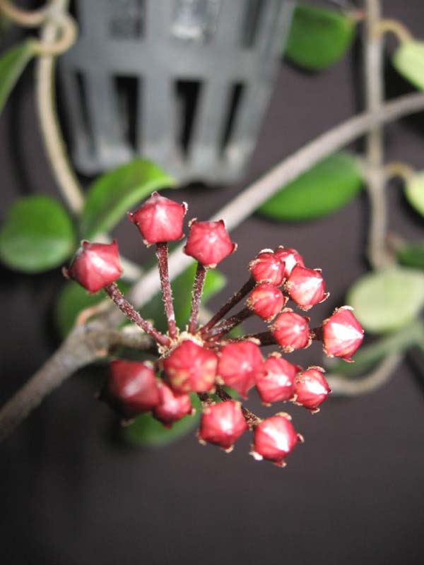 Hoya carnosa (clone with darker pink flowers) (2.5″ pot) – Gardino