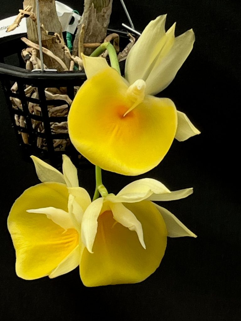 Catasetum Pileatum Aurantiacum 3 Pot dormant Gardino Nursery catasetum-pileatum-aurantiacum-3-pot-dormant-gardino-nursery