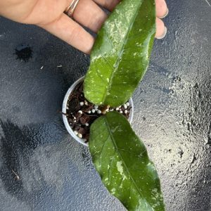 Hoya sp. Aceh 'Green Centipede' (3" pot)