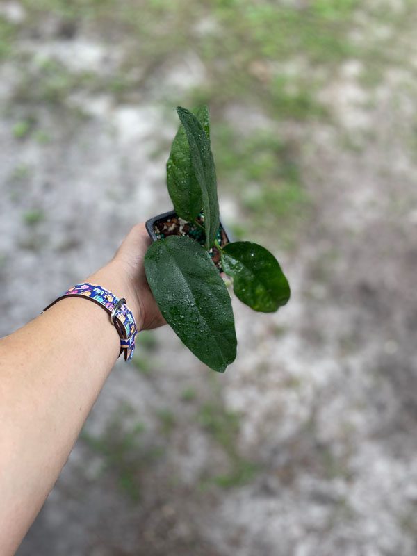 Hoya chewiorum (2.5" pot) - Image 2