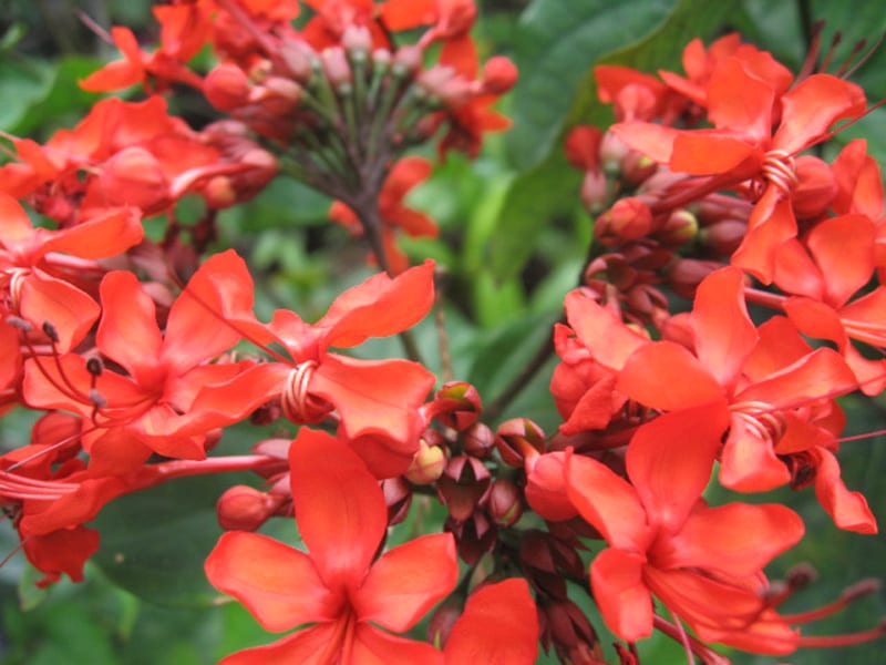 Clerodendrum splendens – Flaming Glory Bower Vine (email for ...