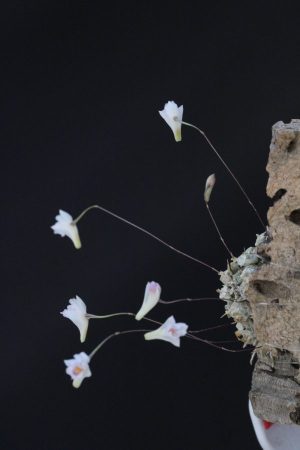 Conchidium extinctorium (mounted) - Image 6