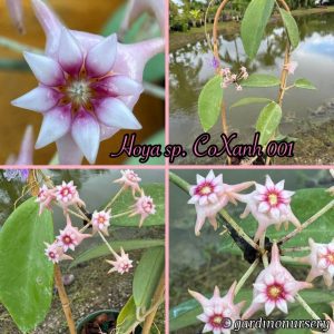 Hoya sp. CoXanh 001 (2.5" pot)