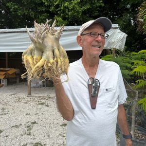 Rare Plant LIVE SALE on the Palmstreet App / June 9th