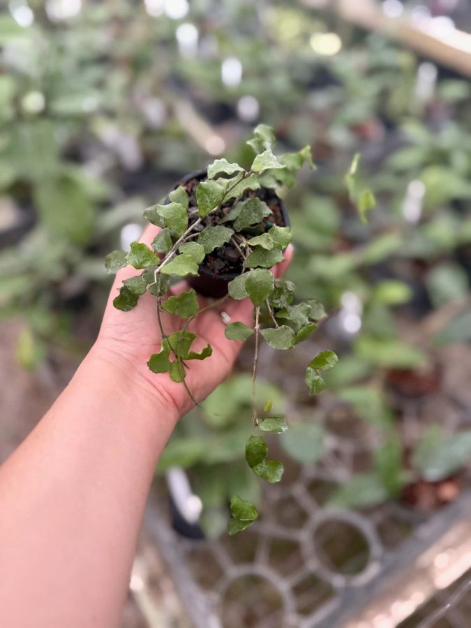 Hoya kanyakumariana (3″ pot) – Gardino Nursery