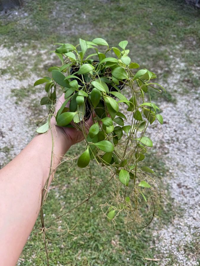 Hoya 'Noona' (4" hb) (blooming size) (wild child with aerial roots) - Image 2