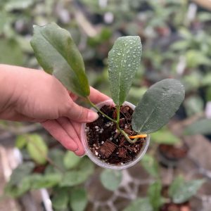 Hoya patcharawalai 023 (aka icensis) (SPLASH) (3.5″ pot) – Gardino