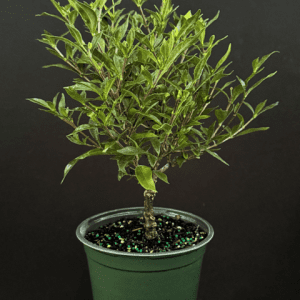 Gardenia jasminoides 'Frostproof' (6"pot)