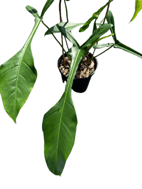 Philodendron joepii (6
