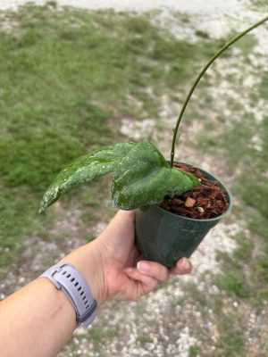 Hoya 'Elephant' AH-027 (4" pot) - Image 2