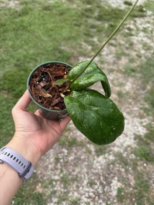 Hoya 'Elephant' AH-027 (4" pot) - Image 3