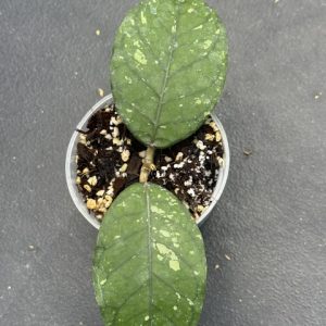 Hoya sp. Aceh Emerald Dragon (3" pot)