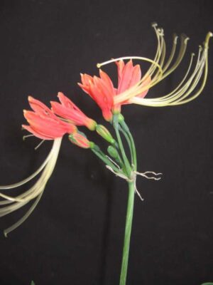 Orange Queen Lily' 5 Bulbs Phaedranassa Eucrosia Bicolor 'Red