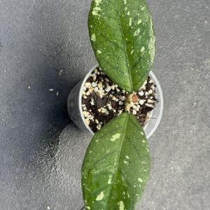 Hoya sp. Aceh Exotica (3" pot)