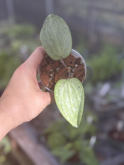 Hoya latifolia 'Filea' (silver) (3″ pot) – Gardino Nursery