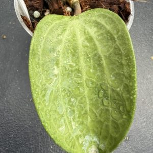 Hoya latifolia 'Filea' (silver) (3" pot)