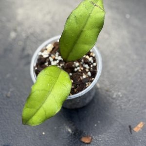 Hoya finlaysonii sp.Tabalong (3.5" pot)