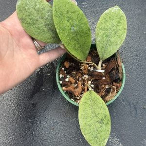 Hoya forbesii (silver) (4" pot)