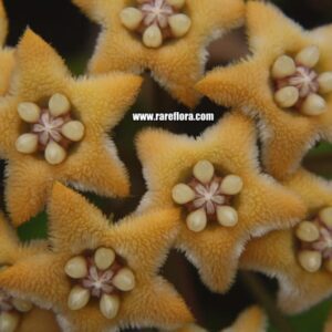 Hoya chewiorum IML 1676 (former fraterna) (4″ pot)