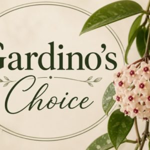 Gardino's Choice Hoya (dollar add-on) (ONE add-on PER PERSON, extras WILL be removed from order)