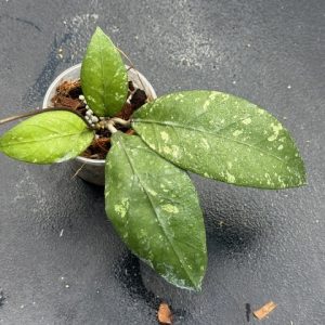 Hoya sp. Aceh Gayo Lues (3" pot)