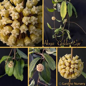 Hoya 'Golden Eye' (4" pot)