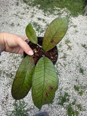 Hoya sp. Gunung Gading (4" pot) - Image 2