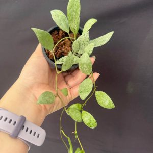 Hoya lacunosa 'Sulcata' (3" pot) (dollar add-on) (ONE add-on PER PERSON, extras WILL be removed from order)