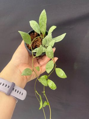 Hoya lacunosa 'Sulcata' (3" pot) (dollar add-on) (ONE add-on PER PERSON, extras WILL be removed from order)