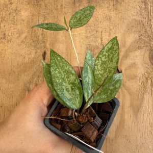 Hoya verticillata splash MA-20 (2.5" pot)