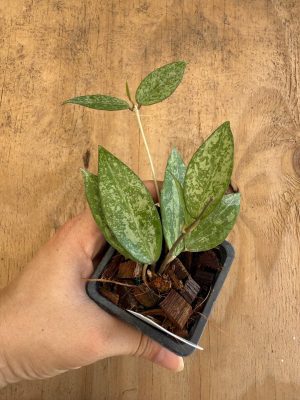 Hoya verticillata splash MA-20 (2.5" pot)