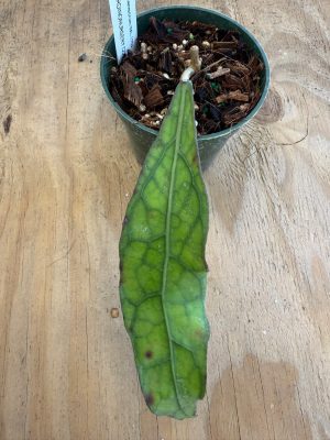 Hoya aff. clemensiorum IML 1752 (4" pot) one leafer with growth point - Image 2