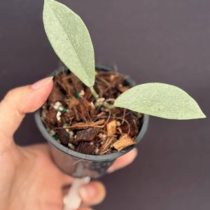 Hoya carnosa ‘Wilbur Graves’ (silver) (3″ pot)
