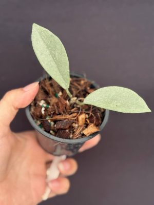 Hoya carnosa ‘Wilbur Graves’ (silver) (3″ pot)