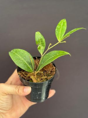 Hoya amicabilis (3" pot) (mature to bloom) - Image 2
